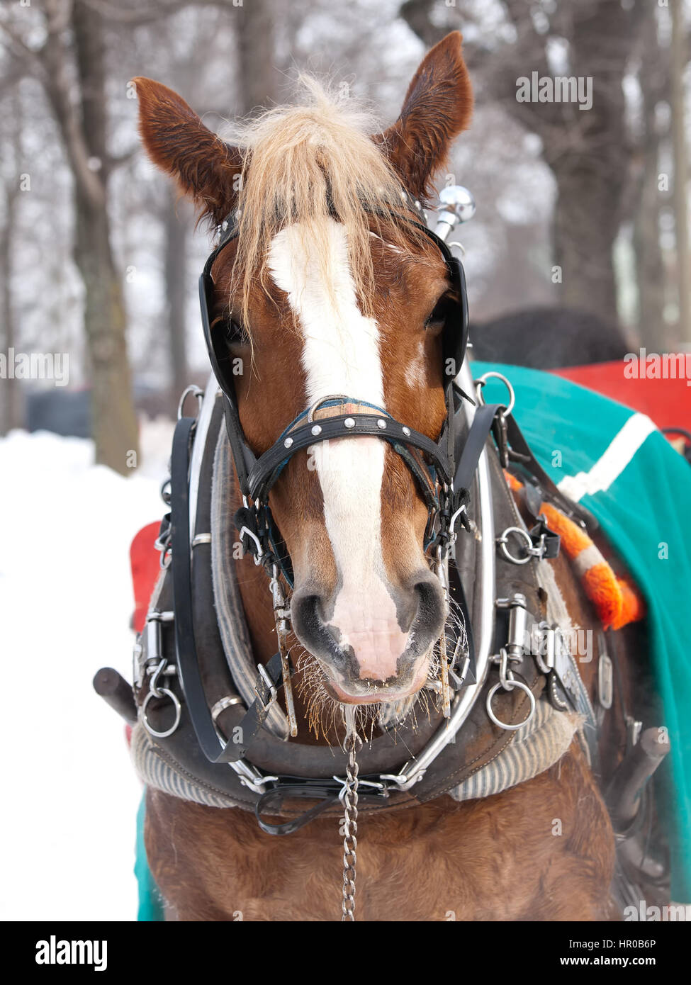 Horse with hat pulling sleigh in winter Stock Photo Alamy