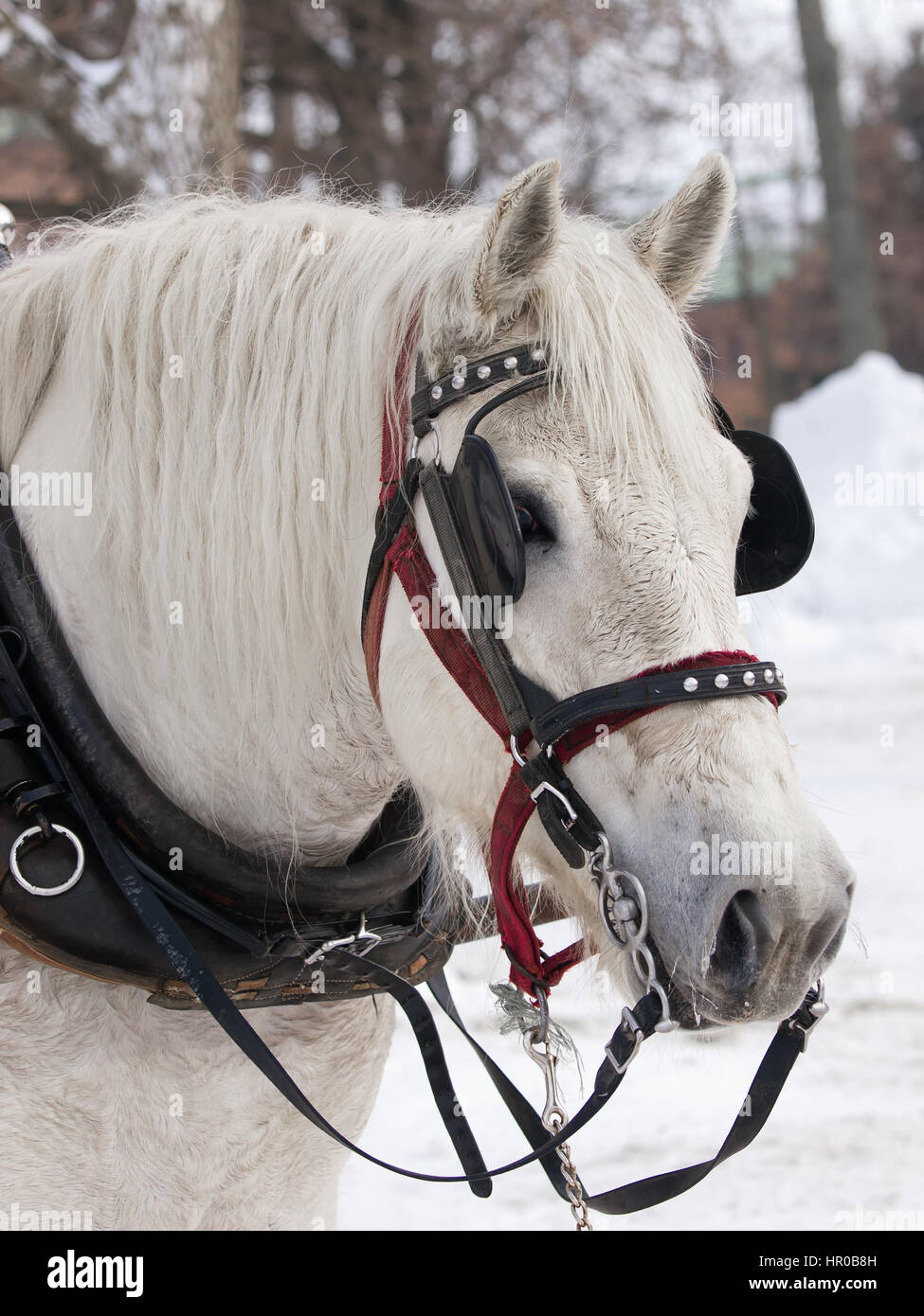 Horse with hat pulling sleigh in winter Stock Photo Alamy