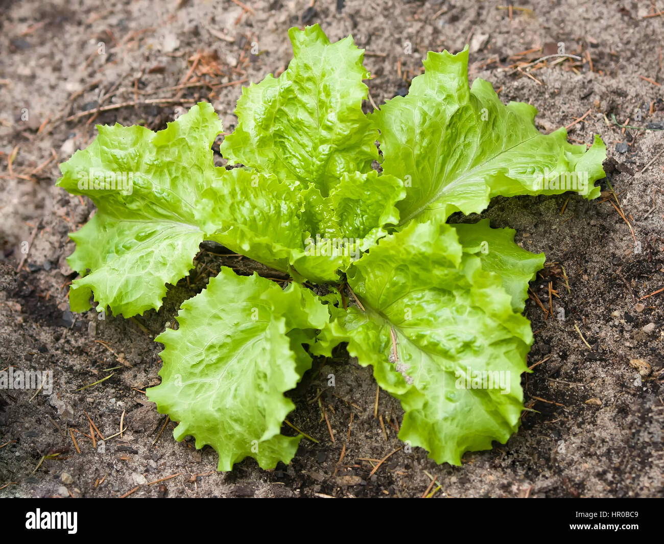 View of green fresh lettuce in bio garden Stock Photo - Alamy