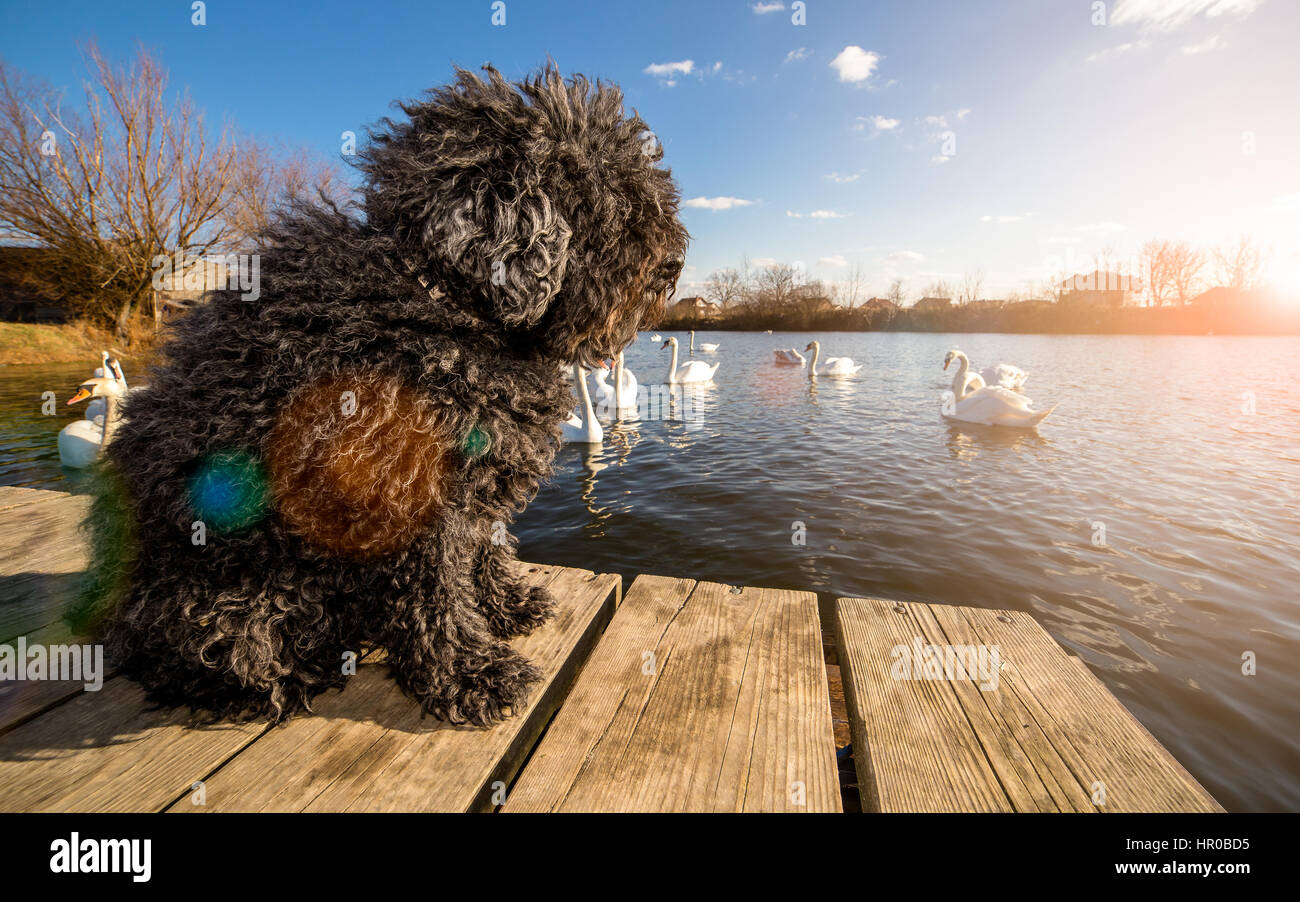 Hungarian Puli dog on the dock Stock Photo