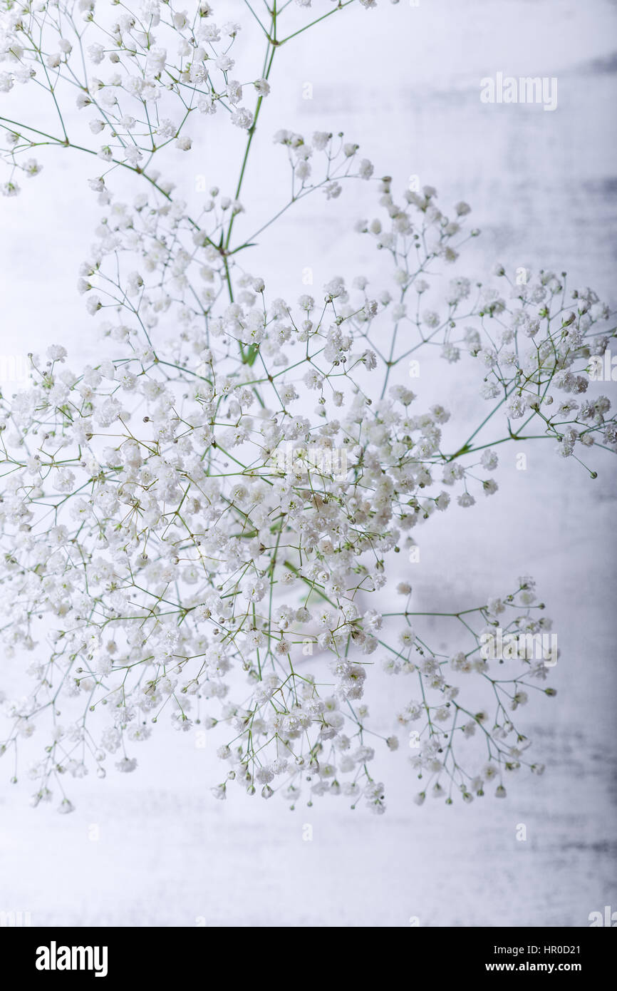 White flowers of gypsophila on a white background Stock Photo - Alamy