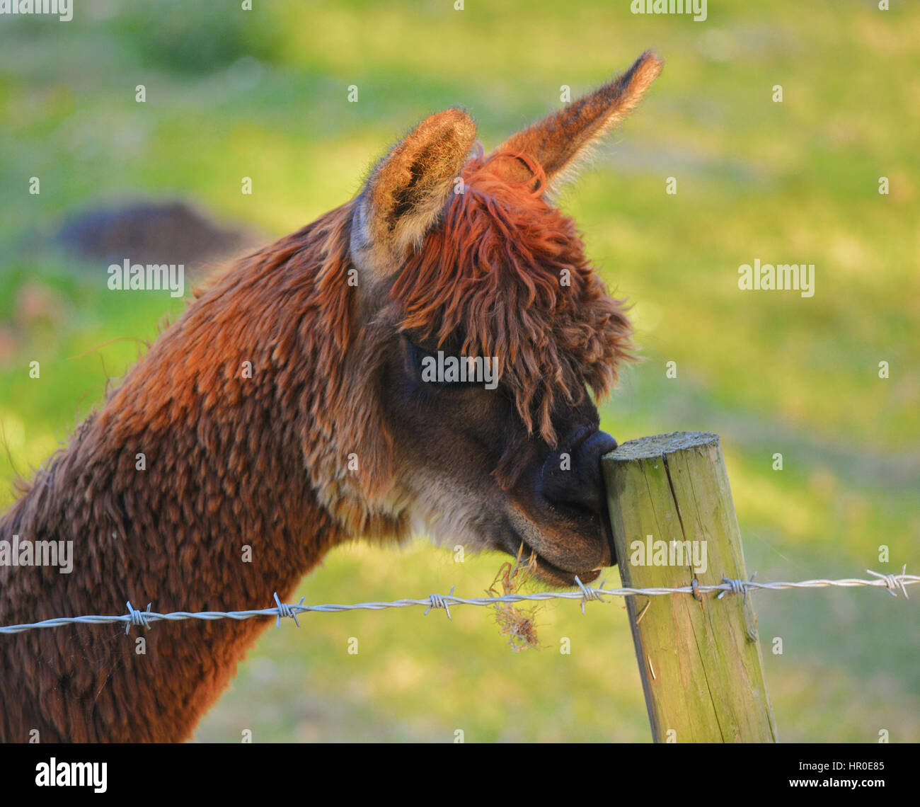 Funny Alpaca scratching its nose on the wooden fence post of its ...