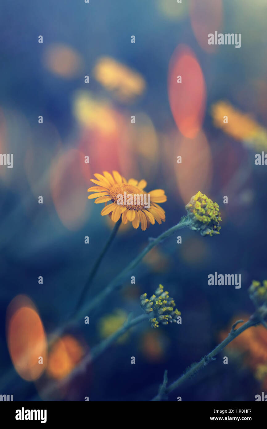 Soft focus beautiful cosmos hi-res stock photography and images - Alamy