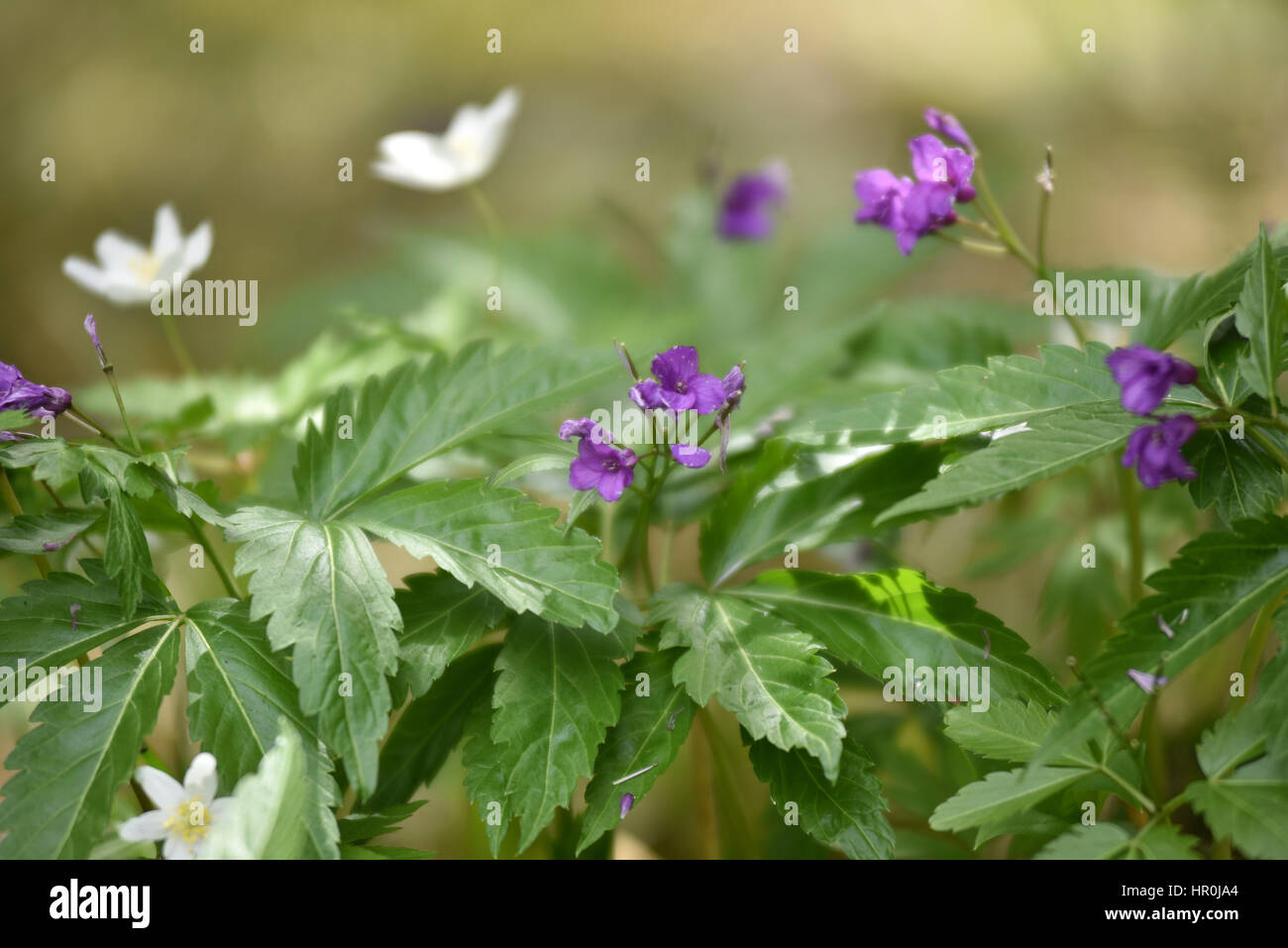 Purple and white flowers in the wild Stock Photo - Alamy