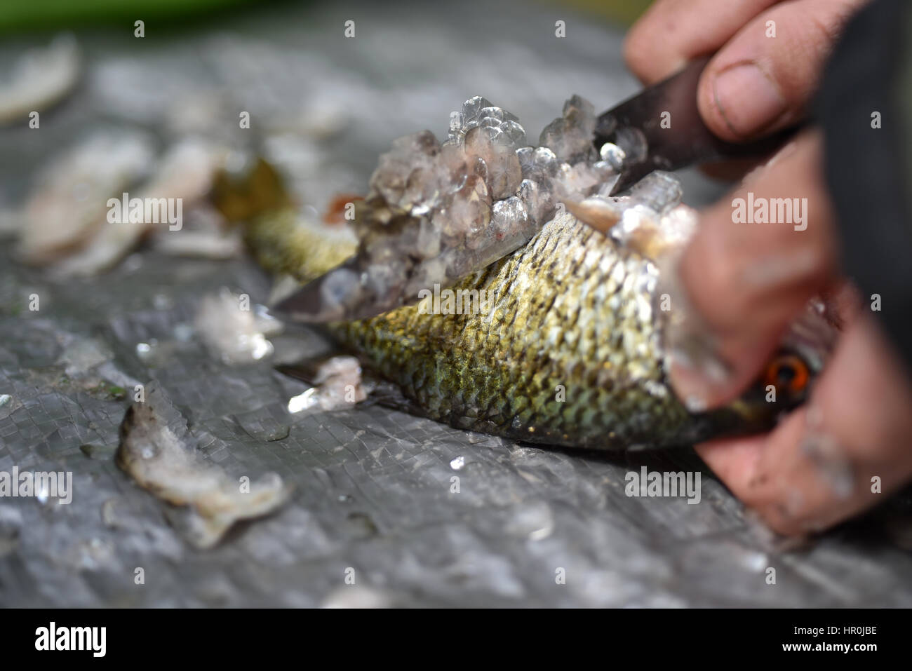 Man gut and clean a fish Stock Photo Alamy