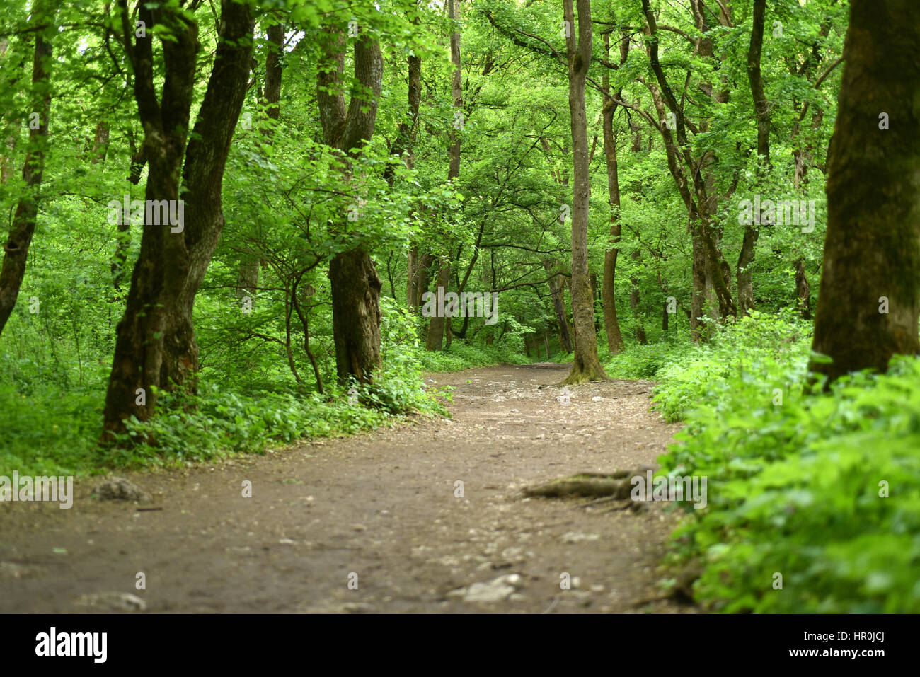 Pathway in the green forest Stock Photo - Alamy