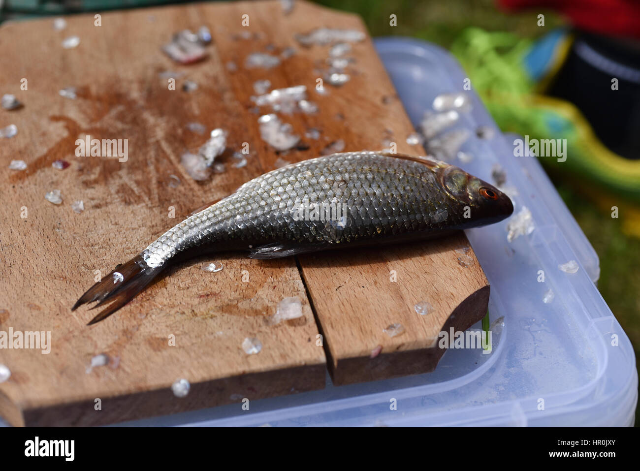 Fish scale cleaning with hands hi-res stock photography and images - Page 2  - Alamy