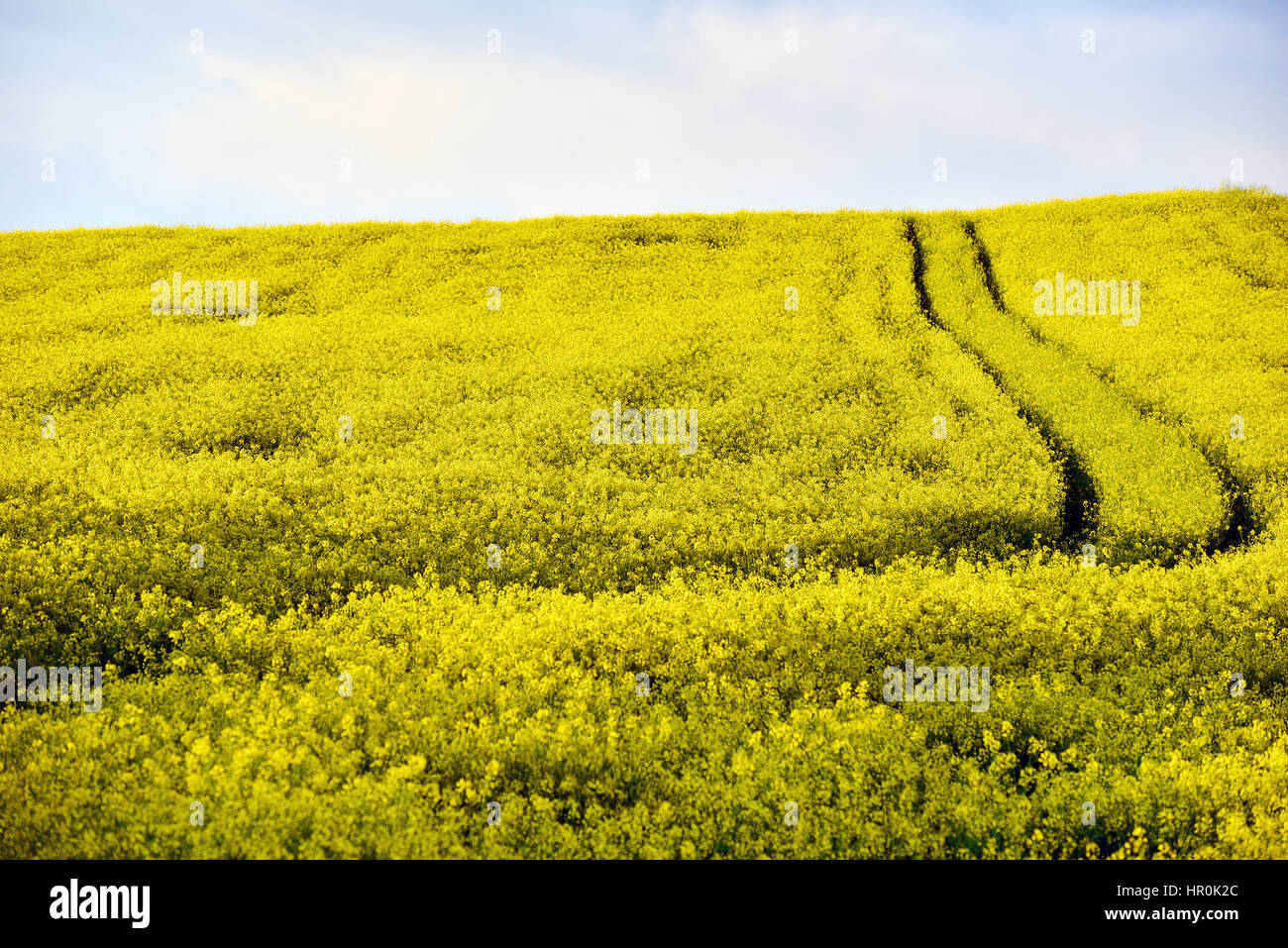 Yellow rapeseed flower field Stock Photo - Alamy