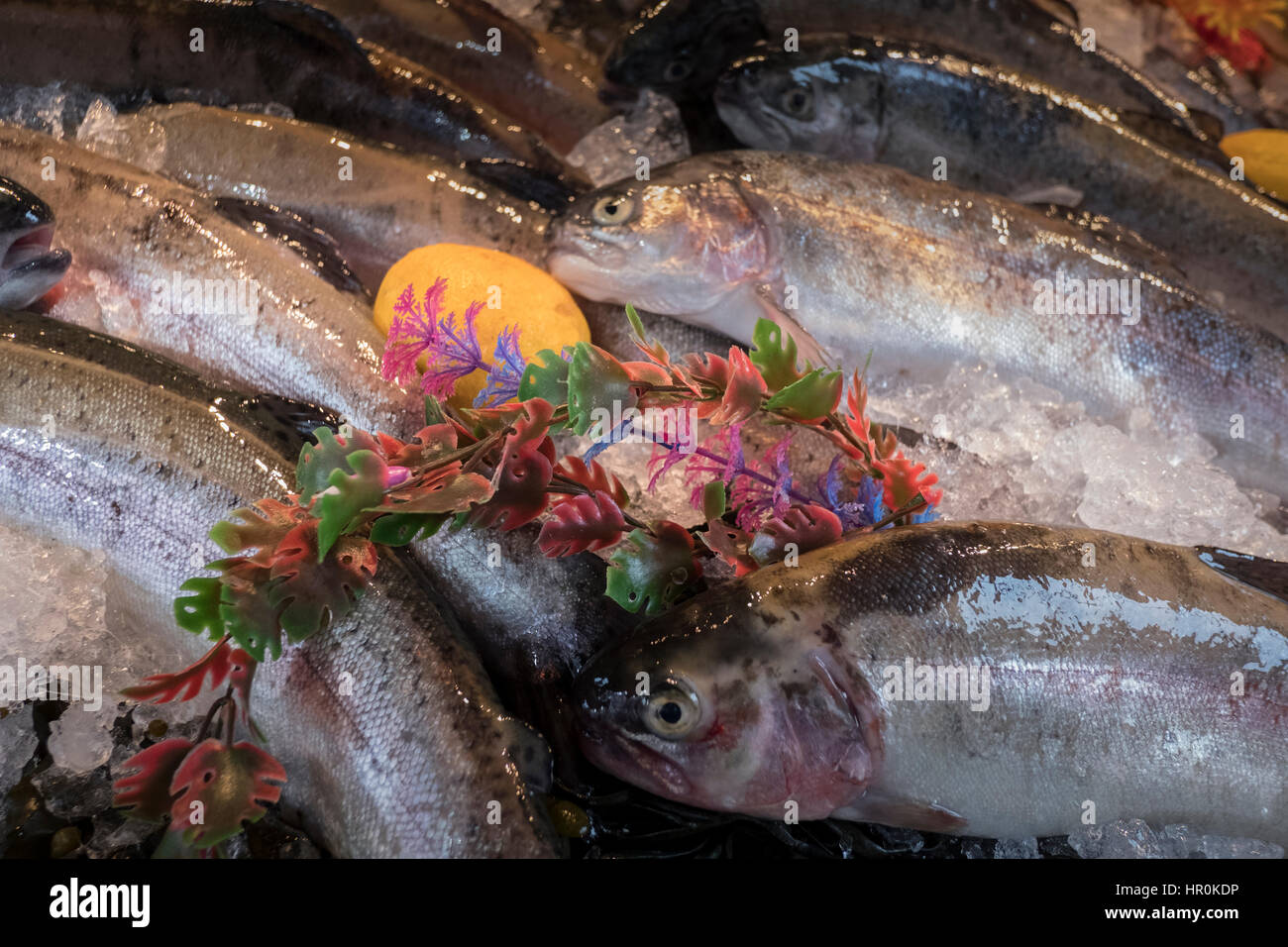 Fresh Fish. Trout on a market stall in a supermarket. A oily fish with