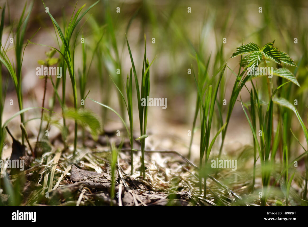 Fresh green grass Stock Photo - Alamy