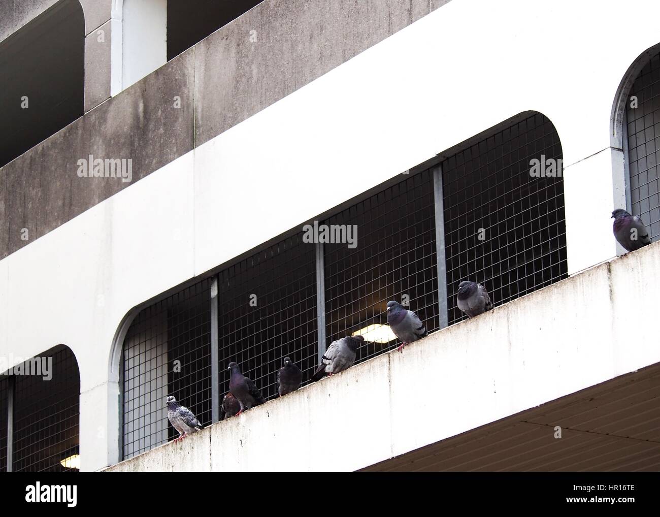 Pigeons in an Urban Setting Stock Photo Biology Diagrams