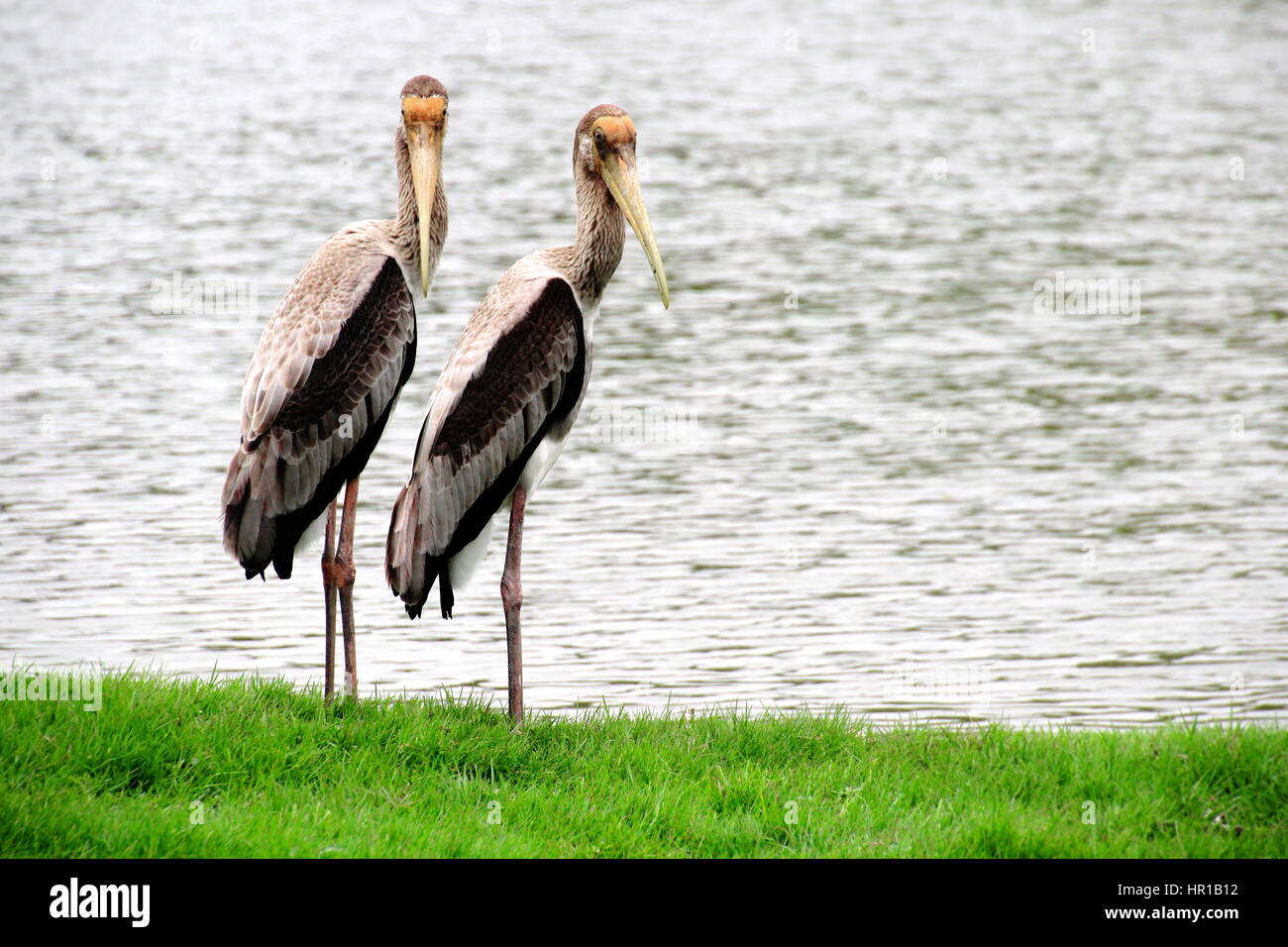 Painted storks Standing on Greengrass with the Lake Background Stock Photo