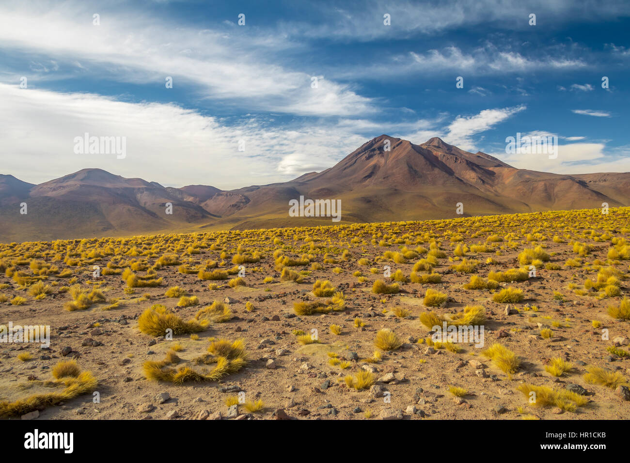 Atacama Desert vegetation and mountains - Chile - Chile Stock Photo
