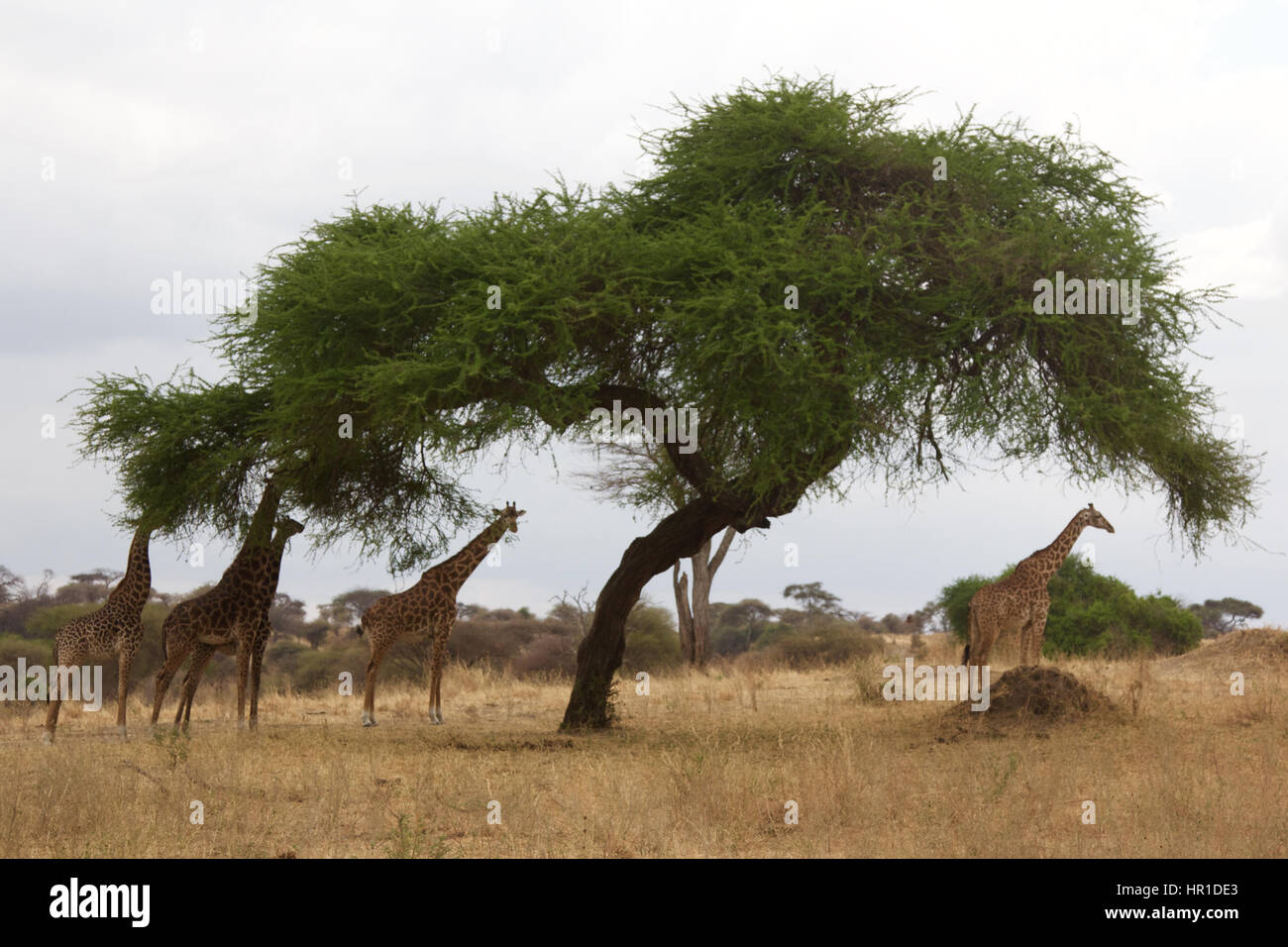 Group of giraffes eating leaves hi-res stock photography and images - Alamy