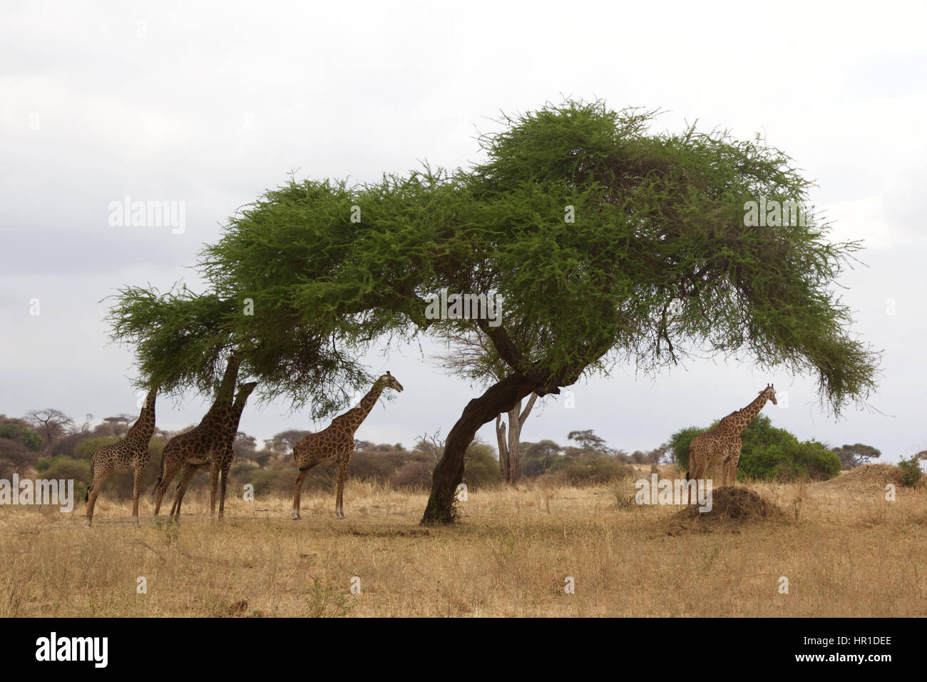 Group of giraffes eating leaves hi-res stock photography and images - Alamy
