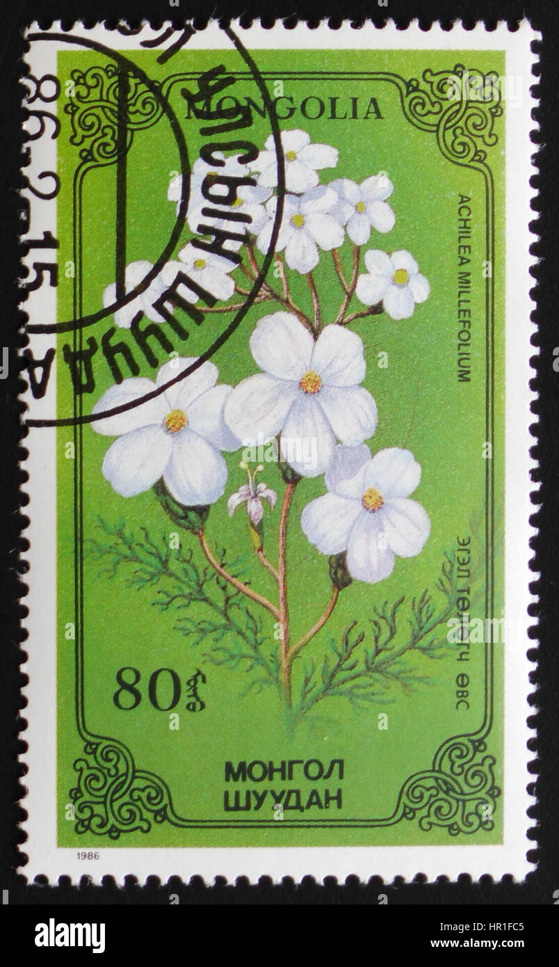 MOSCOW, RUSSIA - FEBRUARY 19, 2017: A stamp printed in Mongolia shows Achilea millefolium or thousand-leaf, series devoted to flowers, circa 1986 Stock Photo