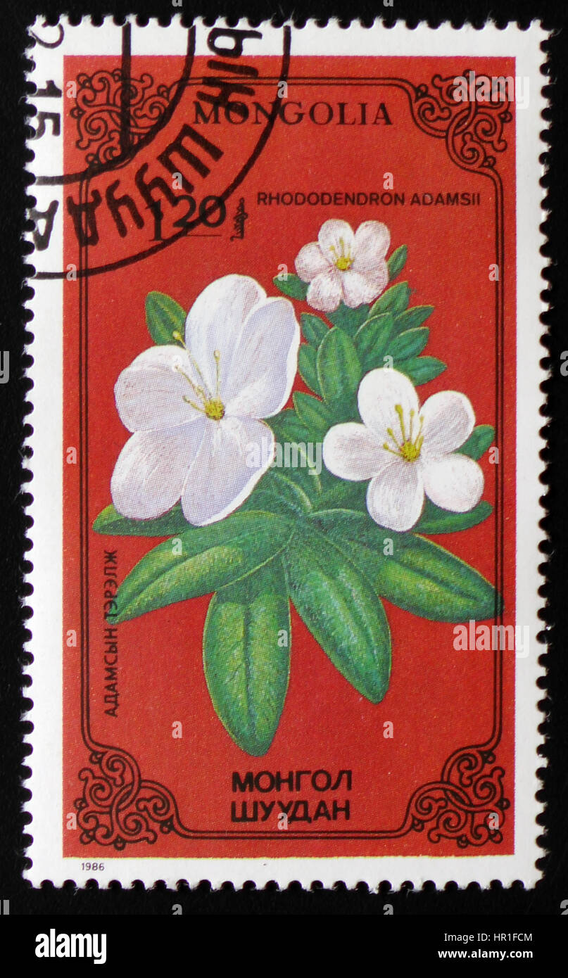 MOSCOW, RUSSIA - FEBRUARY 19, 2017: A stamp printed in Mongolia shows Rhododendron adamsii, series devoted to flowers, circa 1986 Stock Photo