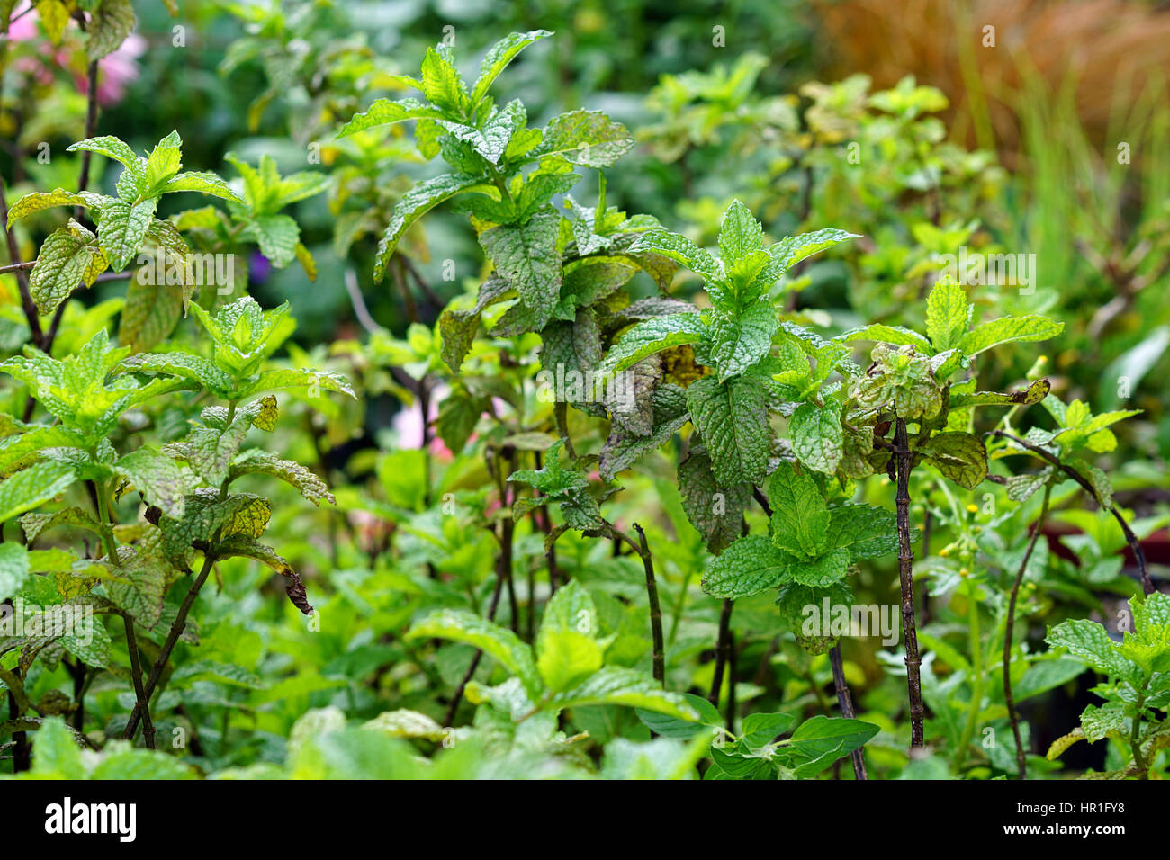 Mint in a herb garden Stock Photo