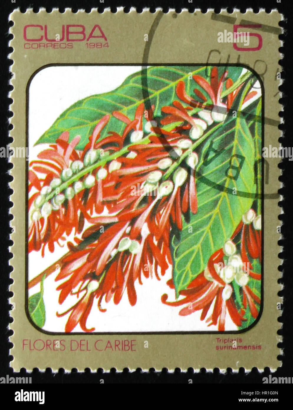 MOSCOW, RUSSIA - FEBRUARY 19, 2017: A stamp printed in Cuba shows Triplaris surinamensis, series of images 'Flowers of Carib', circa 1984 Stock Photo