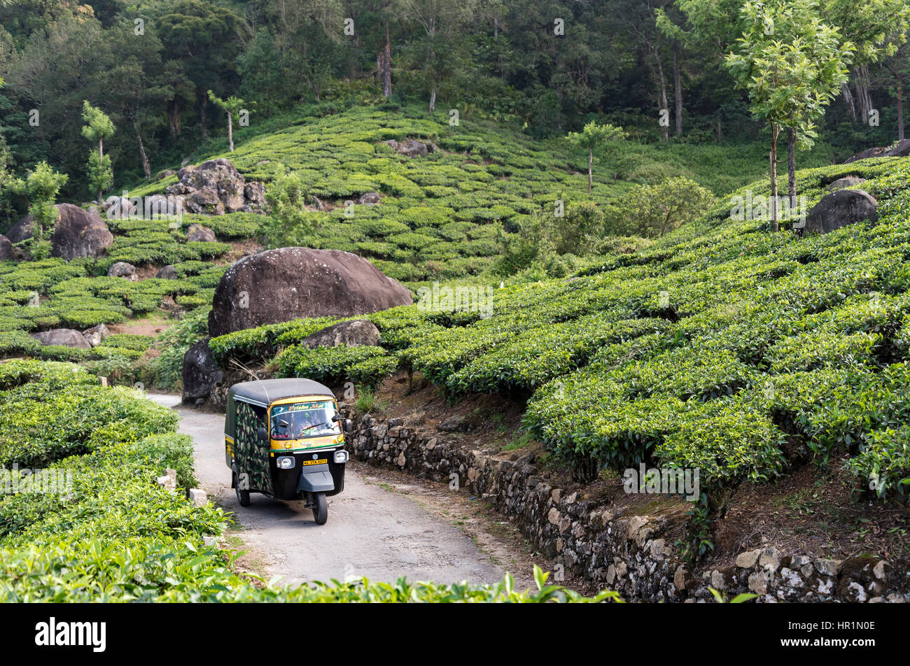 Autorickshaw drives through Pothamedu tea plantation, Munnar, Kerala, India Stock Photo