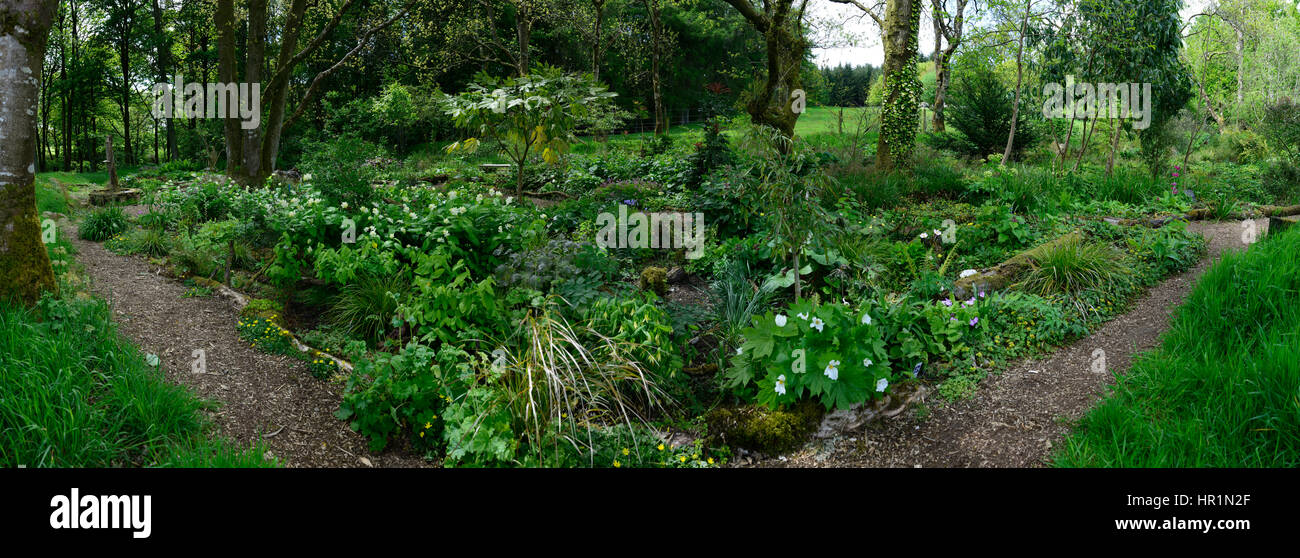 Uvularia grandiflora, glacidium palmatum, Maianthemum racemosum, primula japonica, wood, woodland, shade, shady, shaded, garden, Stock Photo
