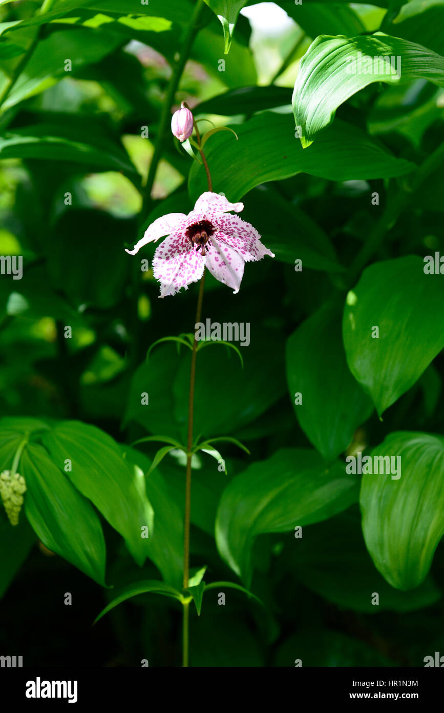 Nomocharis pardanthina, pink, spotted, flower, flowers, flowering, wood, woodland, shade, shady, shaded, lily like, perennial, bulb, bulbs, RM Floral Stock Photo