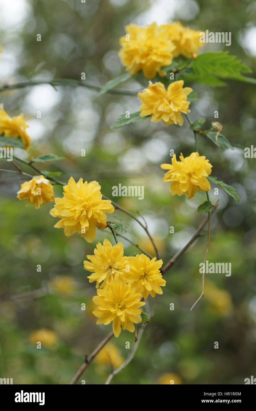 Kerria japonica pleniflora hi-res stock photography and images - Alamy