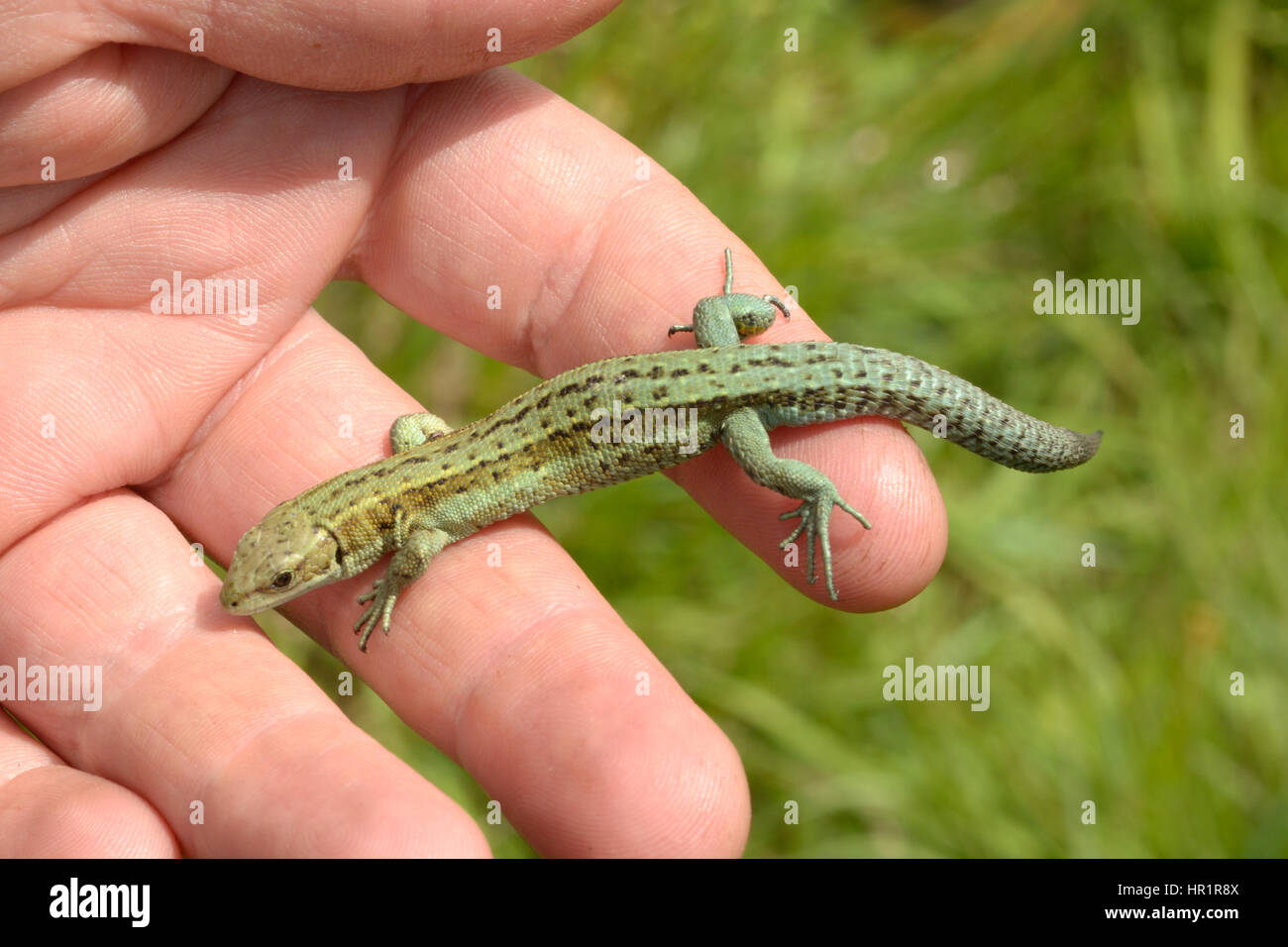 Viviparous lizard or Common lizard, Zootoca vivipara on a hand Stock Photo