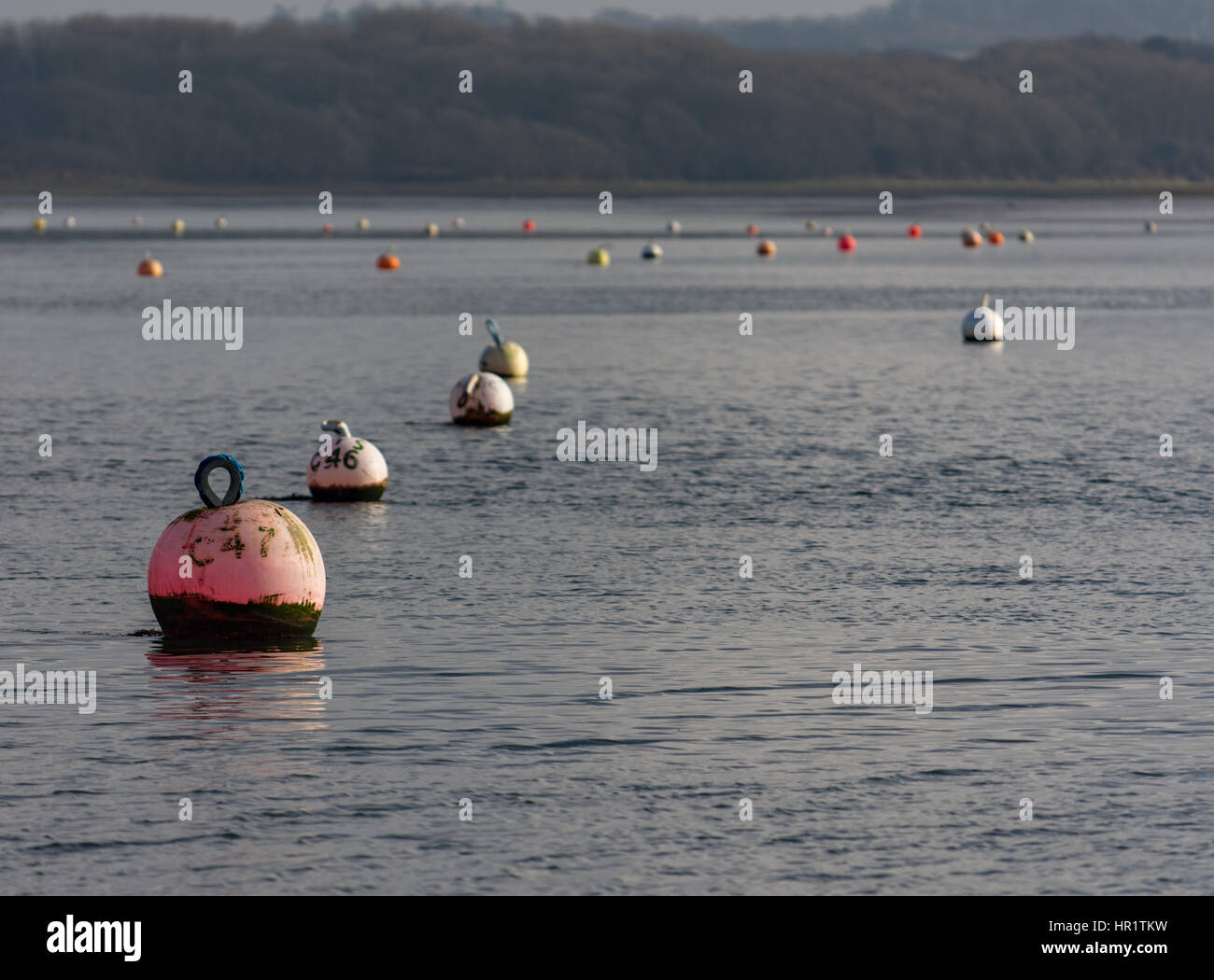 A row of mooring buoys without their yachts on a glorious winters morning Stock Photo