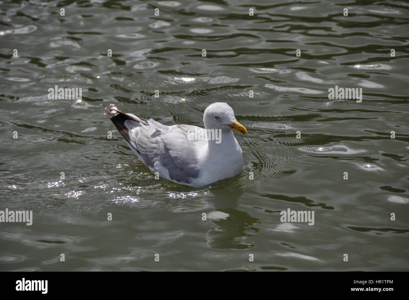 A seagull enjoying a warm summers day while looking for the next meal Stock Photo