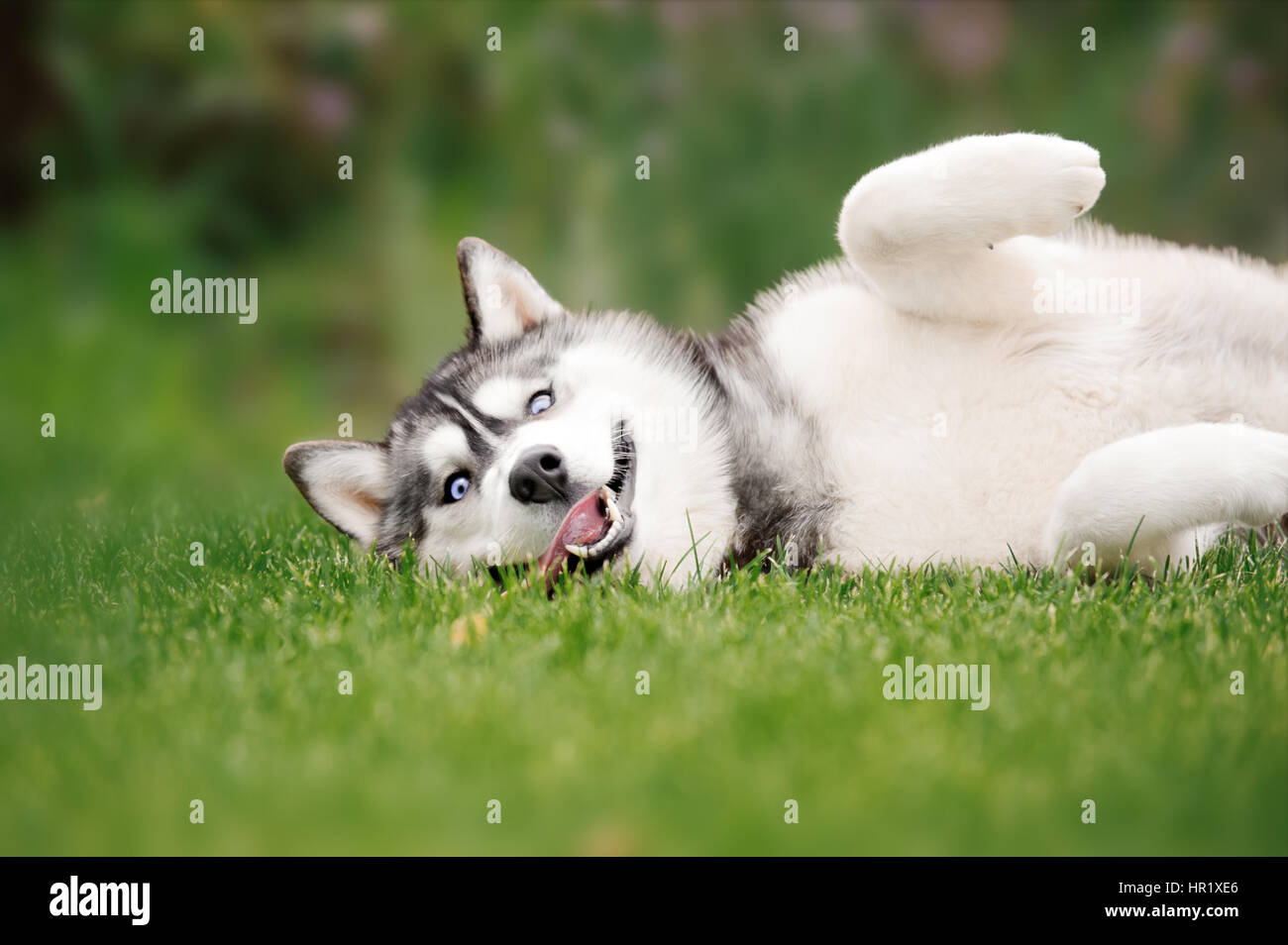 Funny husky dog lying on the grass with his tongue hanging out Stock