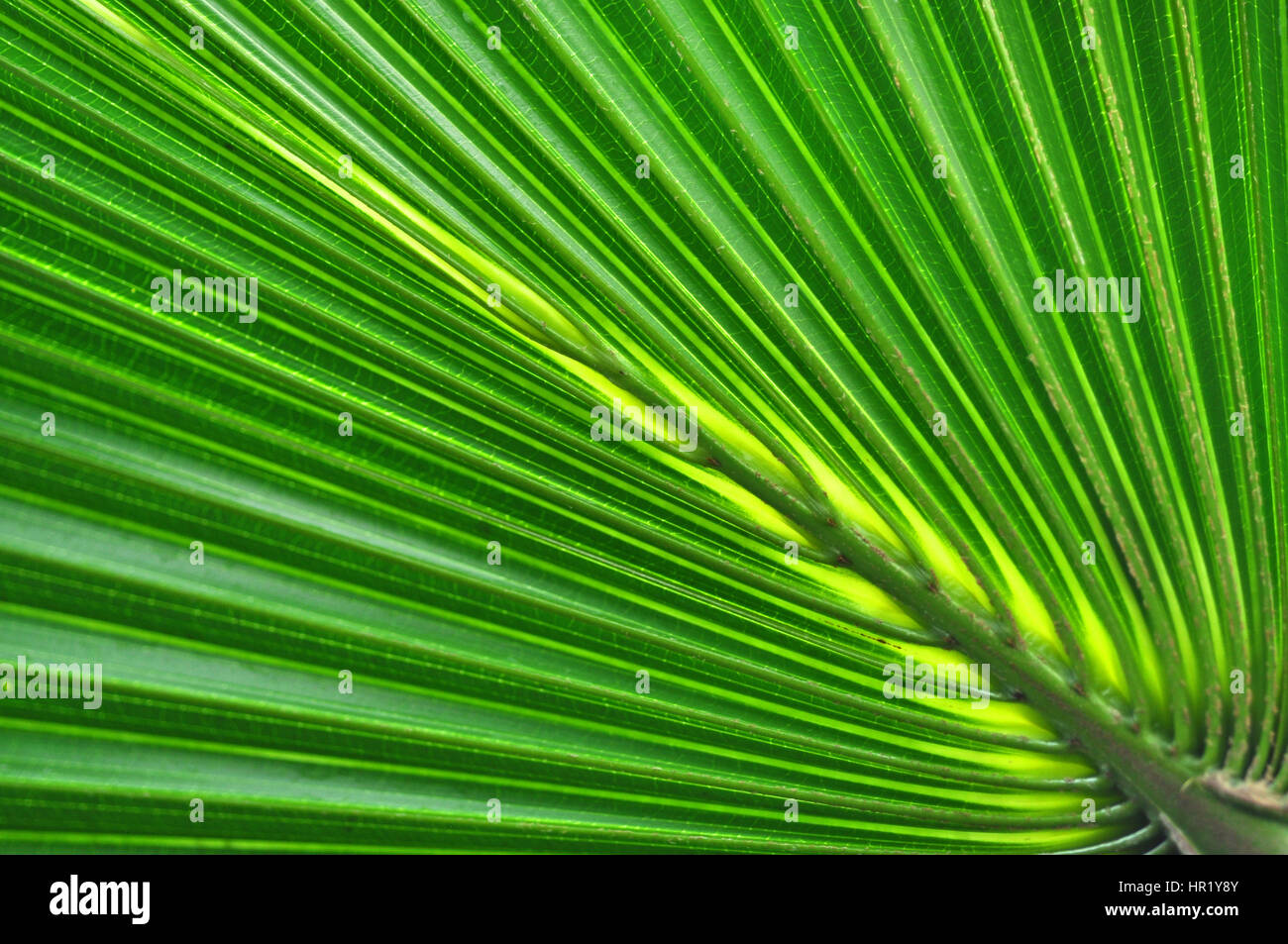 Green palm leaf background hi-res stock photography and images - Alamy