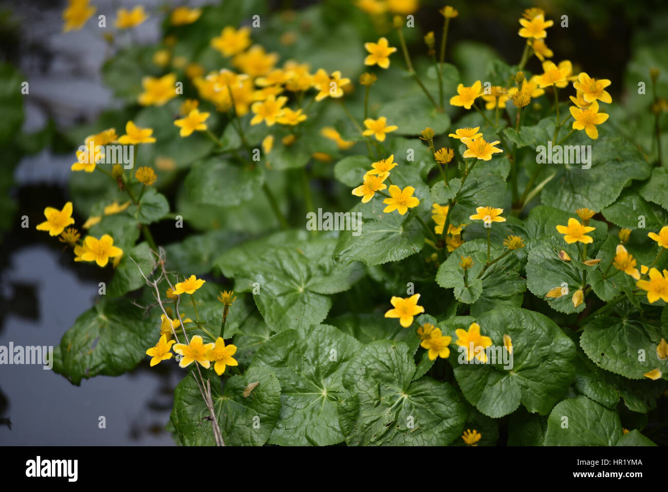 Yellow flowers growing in the wild Stock Photo Alamy
