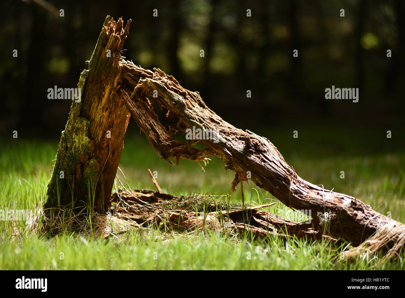 Dead tree trunk in the forest Stock Photo Alamy