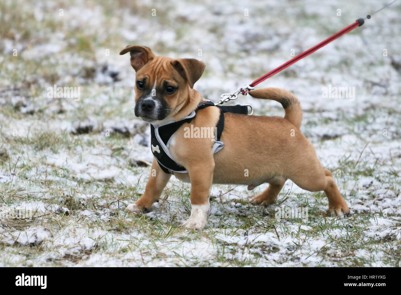 Jug (Jack Russell cross Pug) puppy on first walk Stock Photo