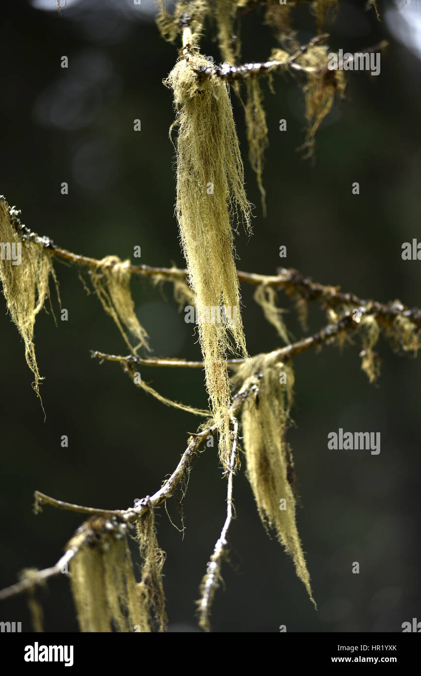Usnea barbata, old man's beard fungus on a pine tree branch Stock Photo