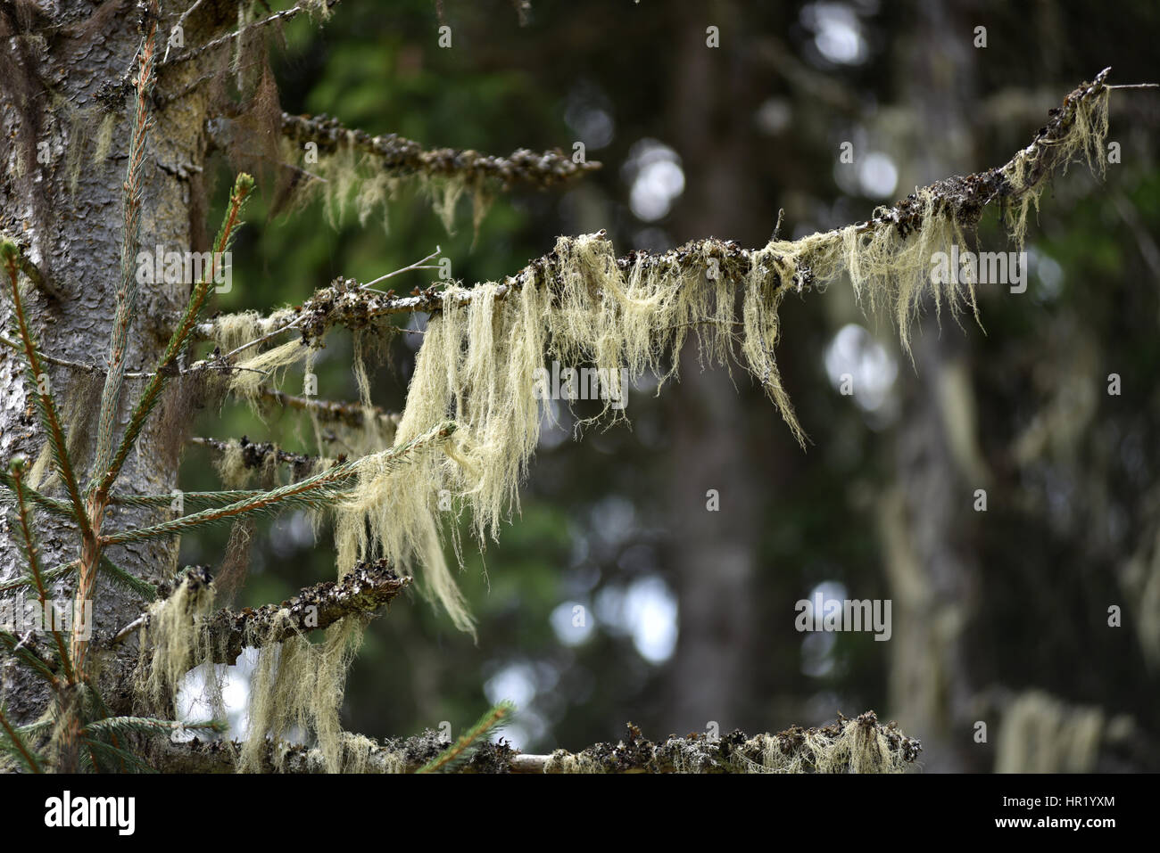 Usnea barbata, old man's beard hanging on a fir tree branch Stock Photo