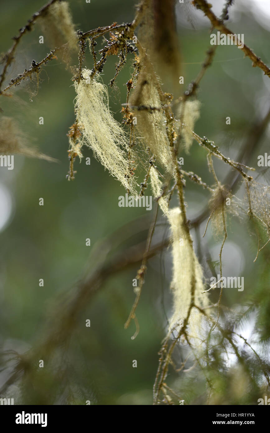 Usnea barbata, old man's beard. Fungus living in symbiosis with alga Stock Photo