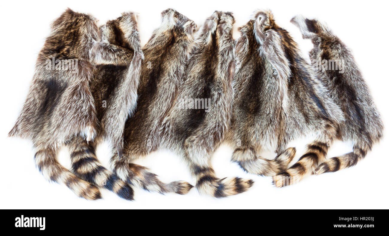 material for fur clothing - many natural raccoon pelts Stock Photo