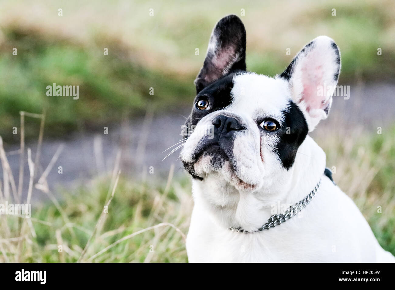 Black and White French Bulldog portrait Stock Photo - Alamy