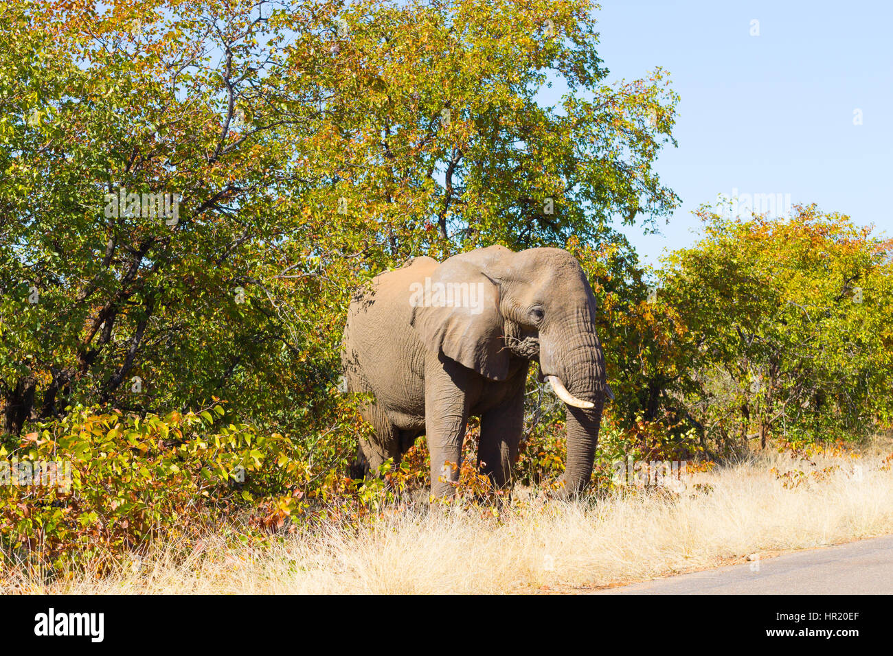 Elephant from Kruger National Park, South Africa. African wildlife. Loxodonta africana Stock Photo