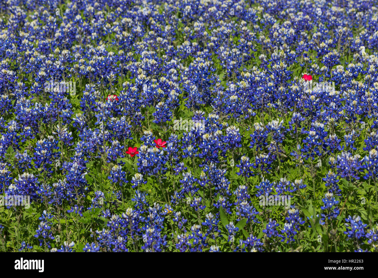 A field containing Texas Bluebonnet (Lupinus texensis) and Wine Cup (Callirhoe involucrate) in the hill country of Texas Stock Photo