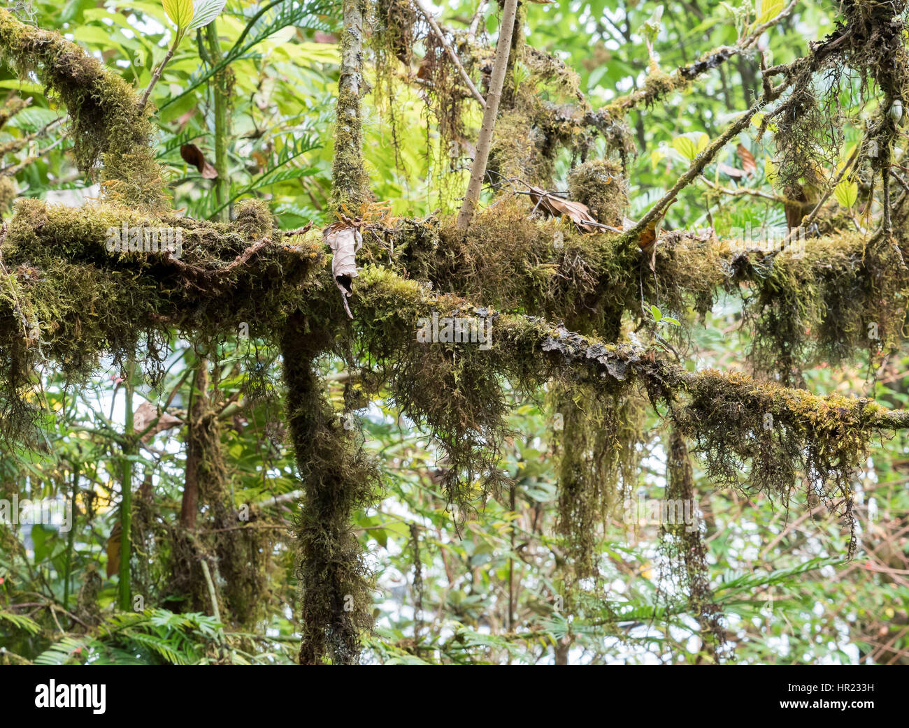 Branch tree with the lichen (Usnea exasperata) on the top of the mountain. Stock Photo