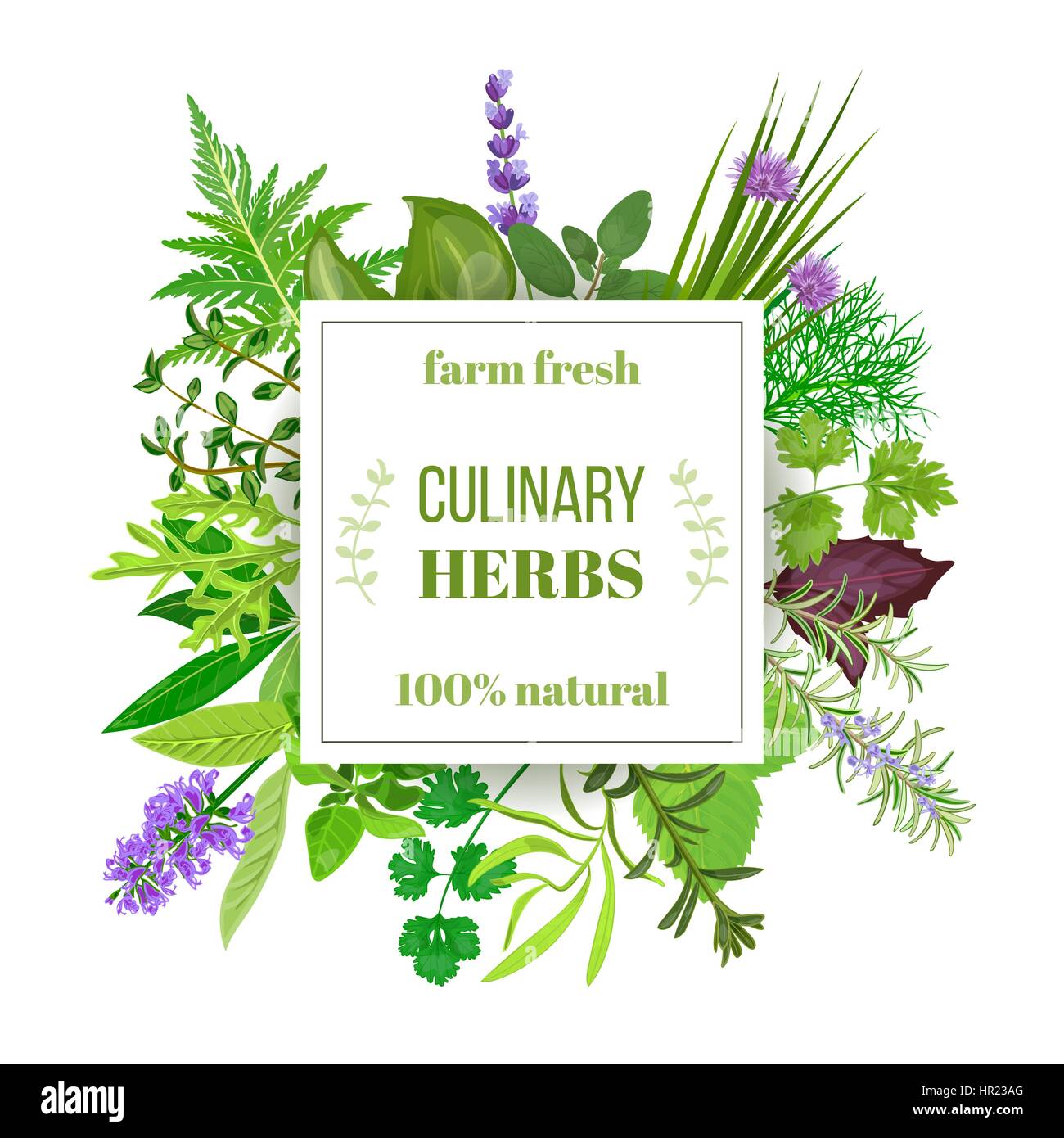 Culinary herbs big set under squire emblem. Farm fresh. Vector illustration. Design for cosmetics, restaurant, cooking, market, menu, store, health ca Stock Vector