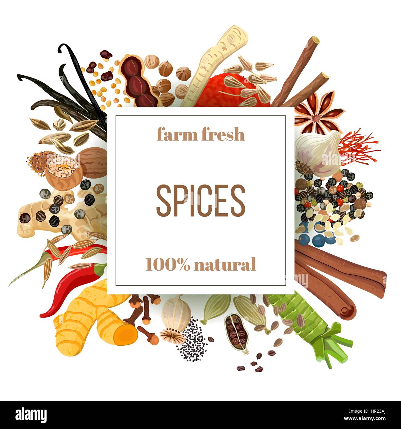 Culinary spices big set under squire emblem. Bunch of cooking seasonings. Farm fresh. For cosmetics, restaurant, store, natural health care products.  Stock Vector
