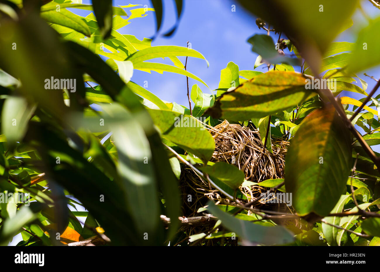 Natural bird nest on the bush of high tree Stock Photo