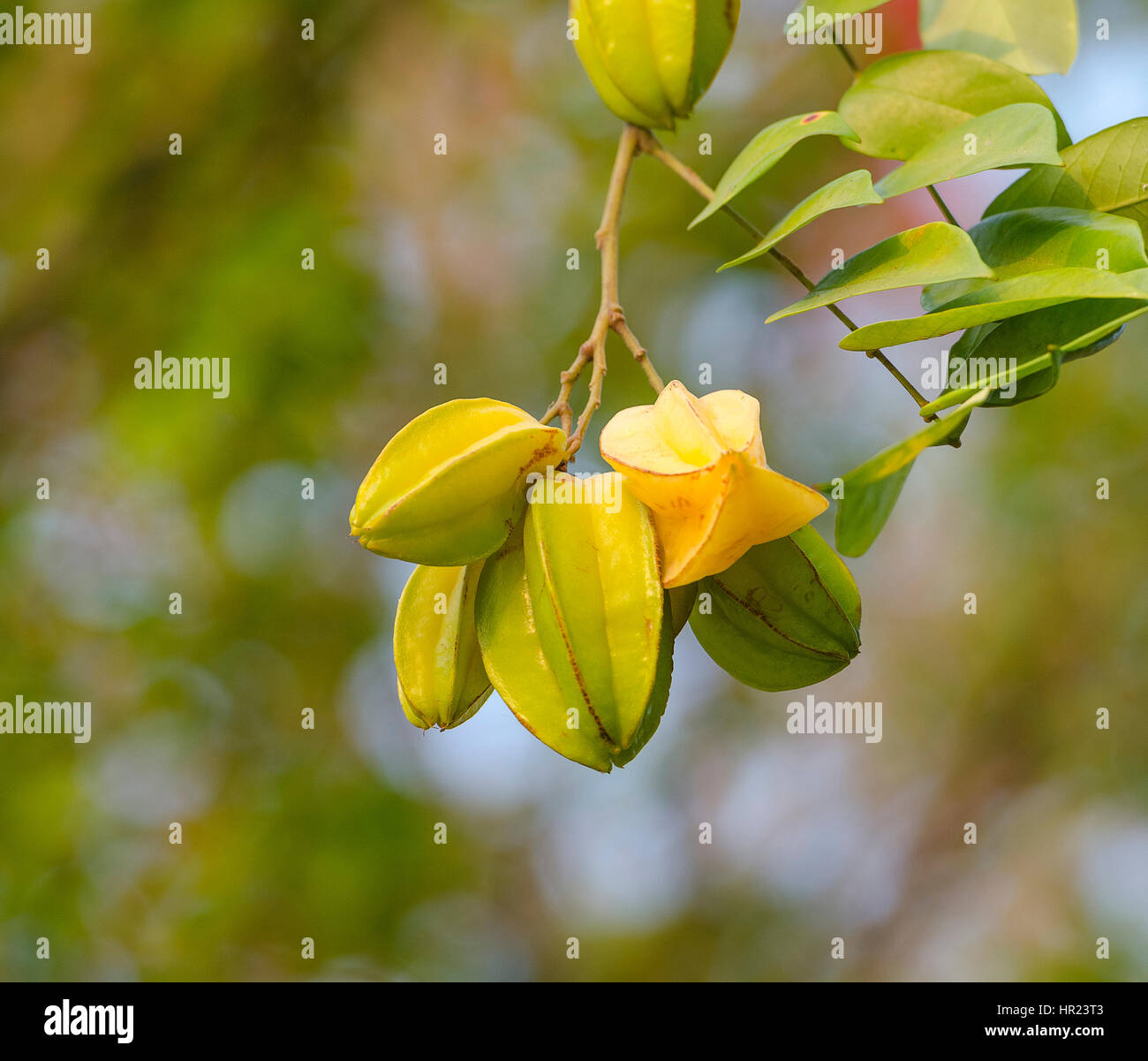 Fresh star fruits with natual abstract background. Stock Photo