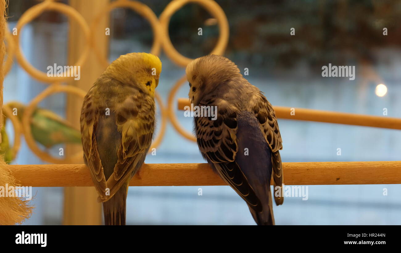 Pair of budgie, budgerigar, parakeet, standing or sleeping close to each other. Stock Photo