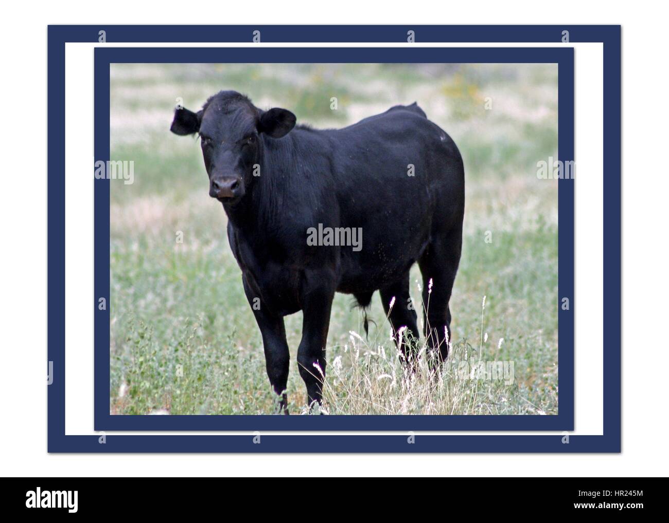 A BLACK COW WITH AN ANGRY  FACE STARING AT ME Stock Photo