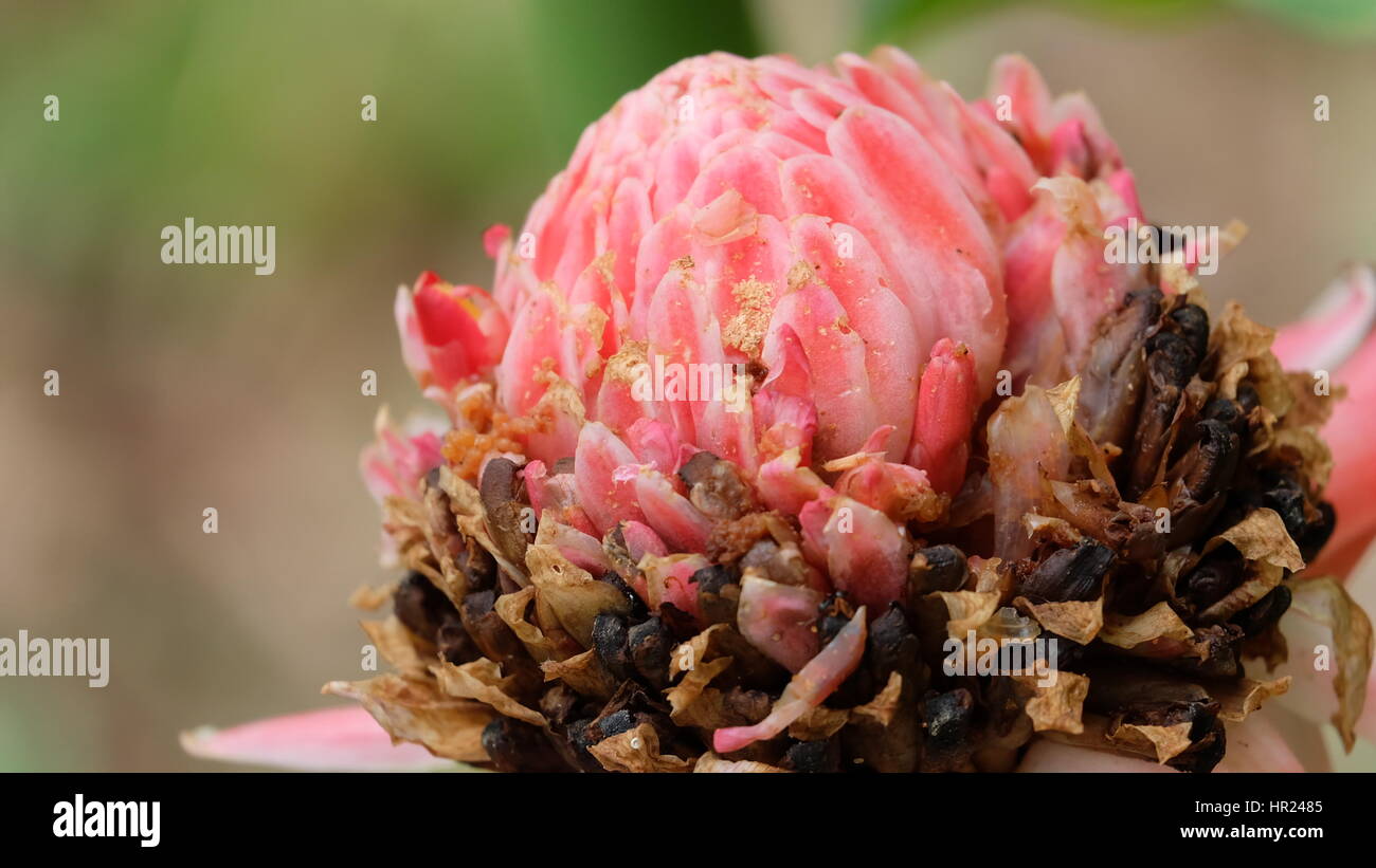 Closeup of torch ginger flower, also know as ginger flower, red ginger lily, torch lily, wild ginger, a popular decoration in South East Asia Stock Photo